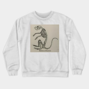 Skeleton of Squirrel - Vintage 1921 Animal Illustration Crewneck Sweatshirt